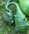 Gourd Seeds - 5 Caveman's Club Dinosaur Maranka Squash - Cucurbita pepo - USA Seller, Free Shipping