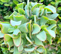 Succulent Crassula Arborescens Undulatifolia Ripple Jade 3" Live Plant Blue-Green Wavy Foliage