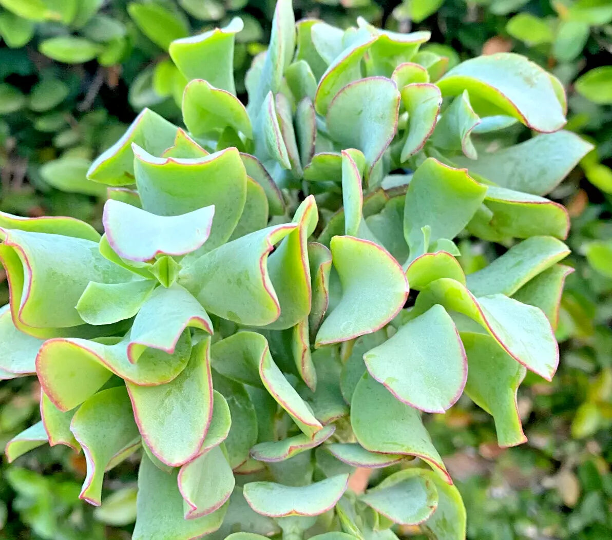 Succulent Crassula Arborescens Undulatifolia Ripple Jade 3" Live Plant Blue-Green Wavy Foliage