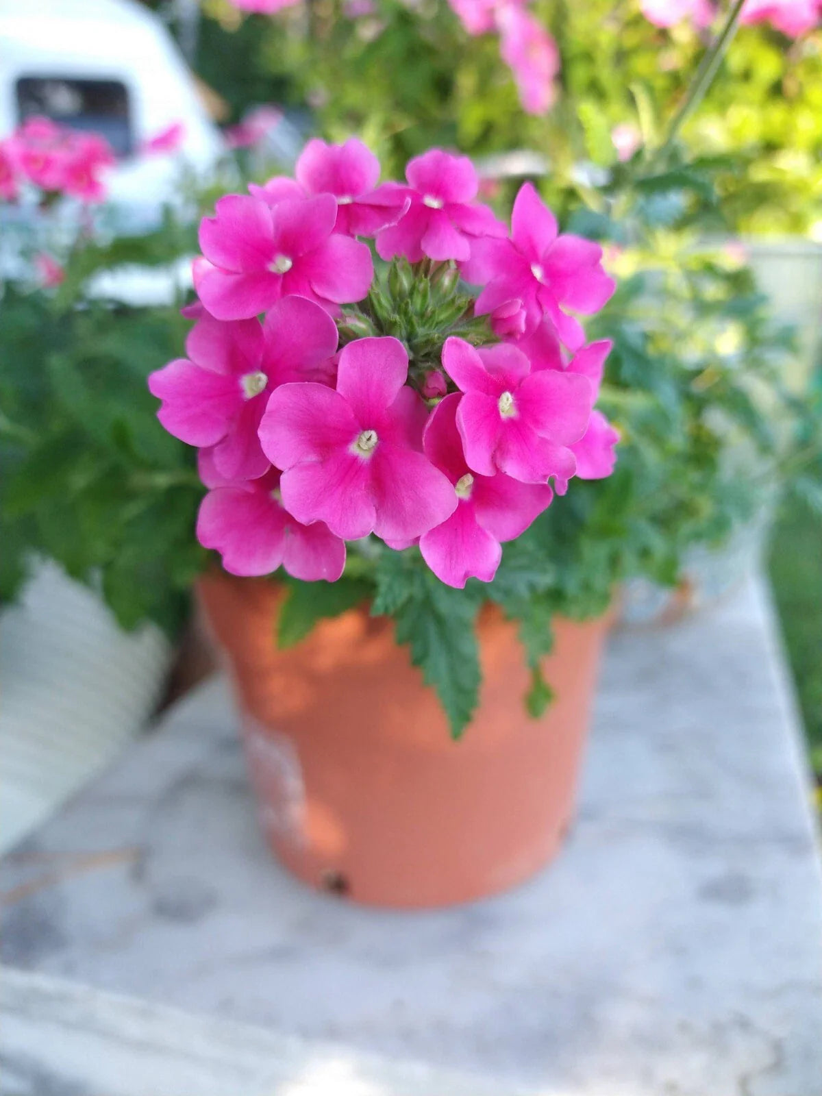 Verbena Plants Plugs, 288 Size, Cascade Pink Shades, Verbena hybrida, Trailing Annuals for Containers & Baskets, 10 Baby Plants
