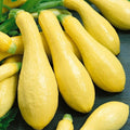 Prolific Straightneck Squash Seeds - Heirloom Variety - Choose Packet Size - Cucurbita pepo
