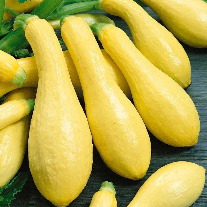 Prolific Straightneck Squash Seeds - Heirloom Variety - Choose Packet Size - Cucurbita pepo