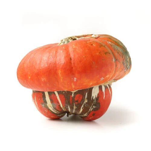 Turks Turban Squash Seeds - 25+ Pack for Garden Planting - Cucurbita maxima - USA