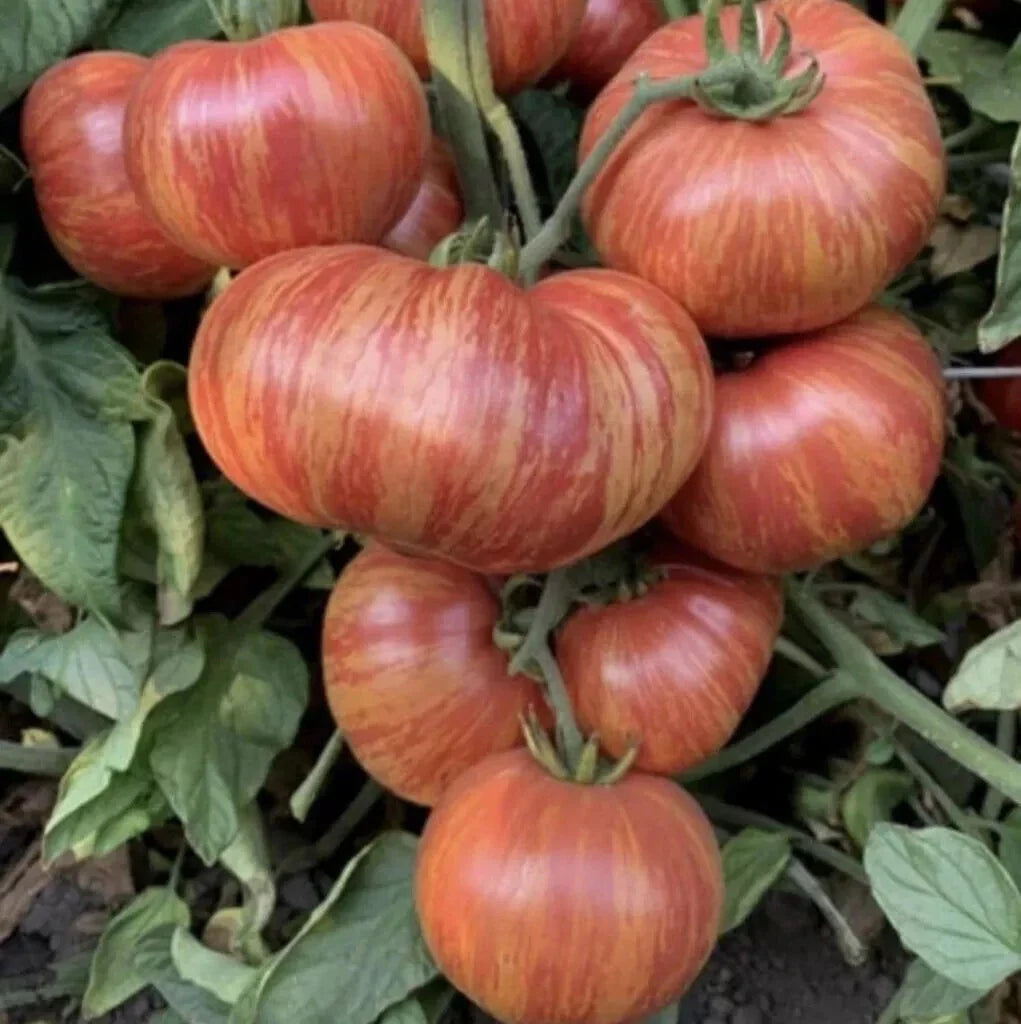 Vintage Wine Striped Tomato Seeds - Heirloom Beefsteak Variety - 120+ Seeds - Rare Heirloom (Solanum lycopersicum)