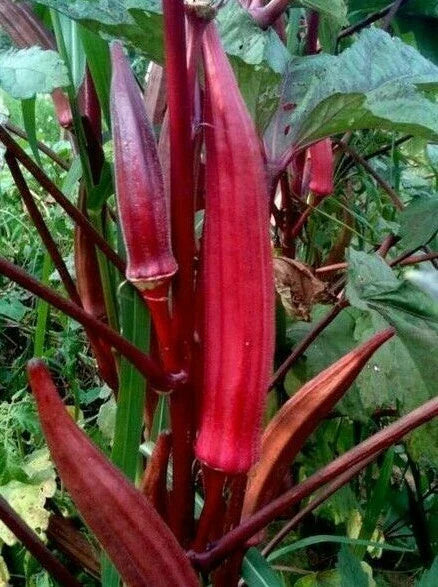 Red Burgundy Okra Seeds - 30+ Seeds - Summer Vegetable Garden Culinary - Abelmoschus esculentus