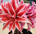 Doublet Amaryllis Jumbo Bulb 30/32cm - Red and White Variegated Flower (Hippeastrum)