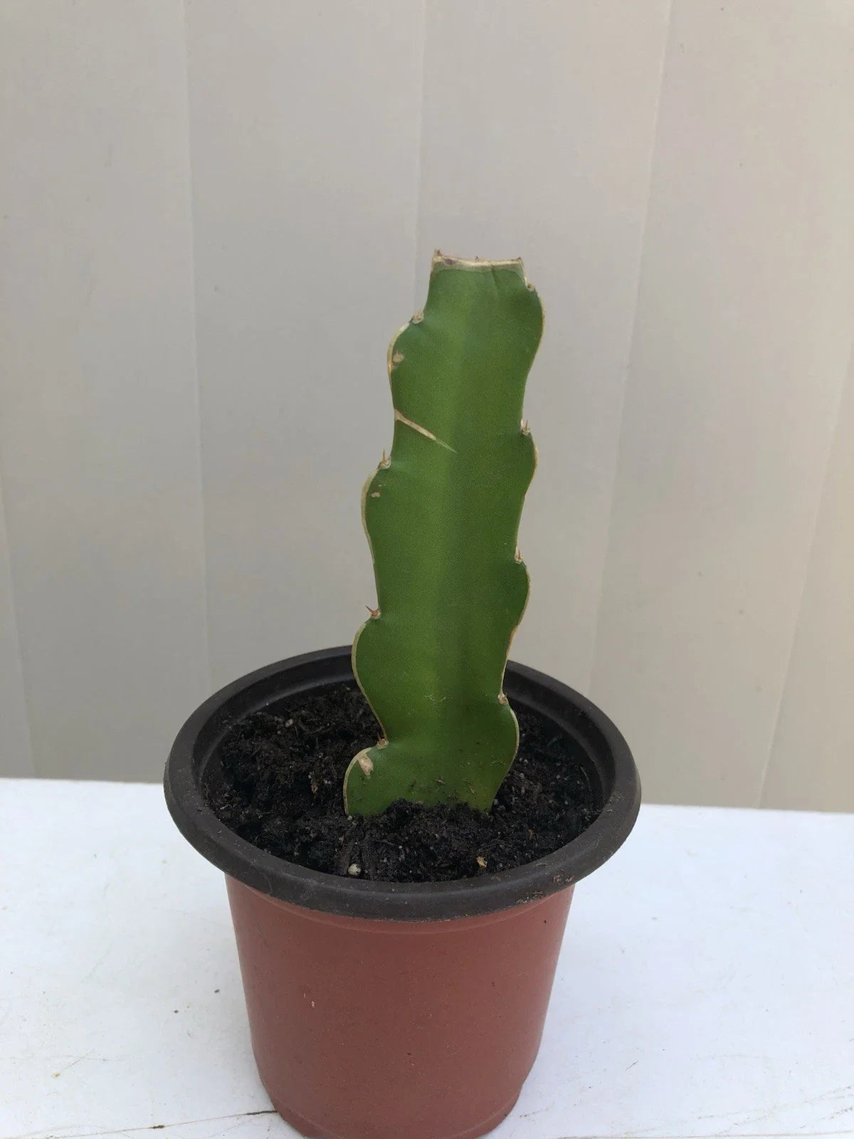 Dragon Fruit Cutting in Pot 6” | Pitaya Cactus Cutting | Ready to Plant | Perfect for Home Garden