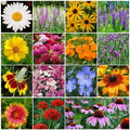 Perennial Wildflower Mix Packet - 15 Species, Easy Grow, Colorful Blooming Flowers, Native Wildflowers