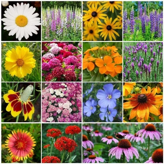 Perennial Wildflower Mix Packet - 15 Species, Easy Grow, Colorful Blooming Flowers, Native Wildflowers