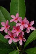 Plumeria Cutting 15-17” Pink Rooted Flower Fresh - RARE - Plumeria spp. - Florida Grown