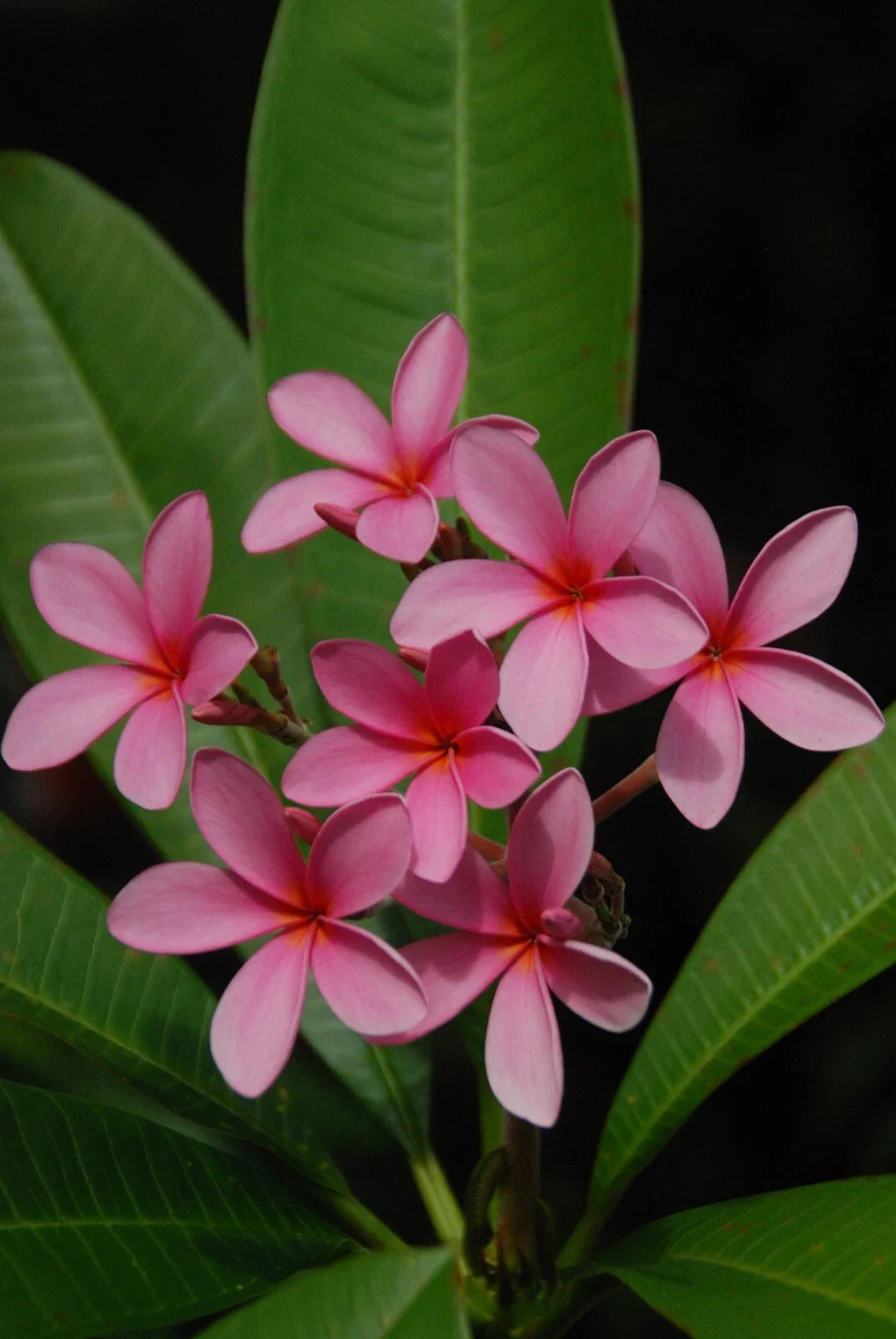 Plumeria Cutting 15-17” Pink Rooted Flower Fresh - RARE - Plumeria spp. - Florida Grown