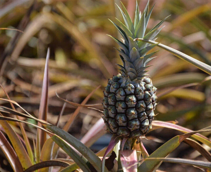 Rondon Pineapple Seeds - 15+ Pack for Garden Planting - Ananas comosus - USA Grown, Free Shipping