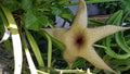 Giant Stapelia Cutting - Fresh Succulent Plant - Unique Star Shape - Stapelia gigantea
