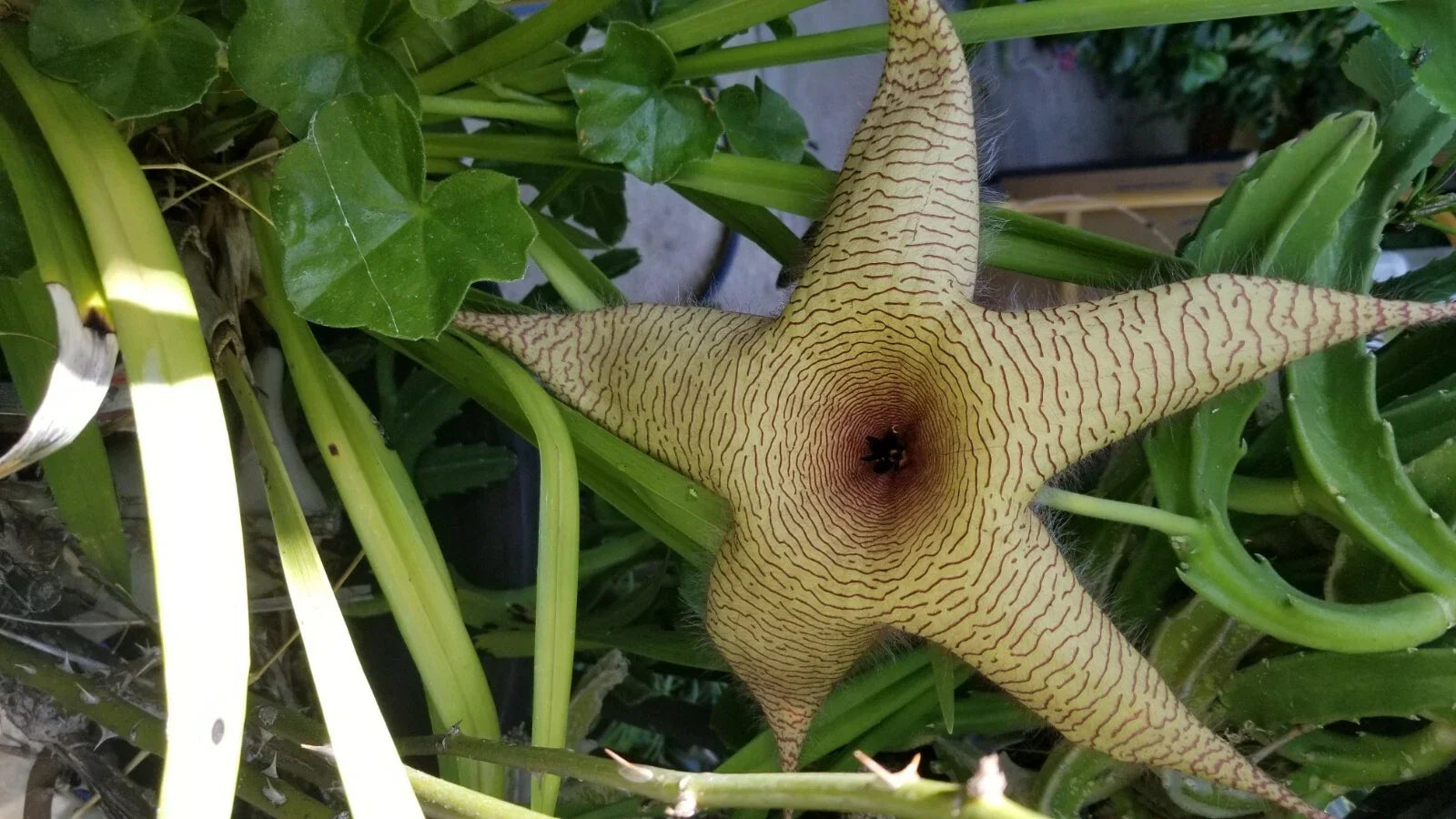 Giant Stapelia Cutting - Fresh Succulent Plant - Unique Star Shape - Stapelia gigantea