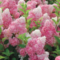 Vanilla Strawberry Hydrangea Live Rooted Cuttings - 5 Easy Care Cuttings with Gradient Blooms - Hydrangea paniculata