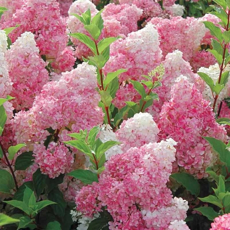 Vanilla Strawberry Hydrangea Live Rooted Cuttings - 5 Easy Care Cuttings with Gradient Blooms - Hydrangea paniculata