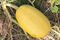 Vegetable Spaghetti Winter Squash Seeds, NON-GMO, Low Carb Pasta Alternative, Cucurbita pepo