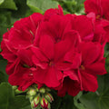 Geranium Cuttings 5 Deep Velvet Red Pelargonium for Rooting