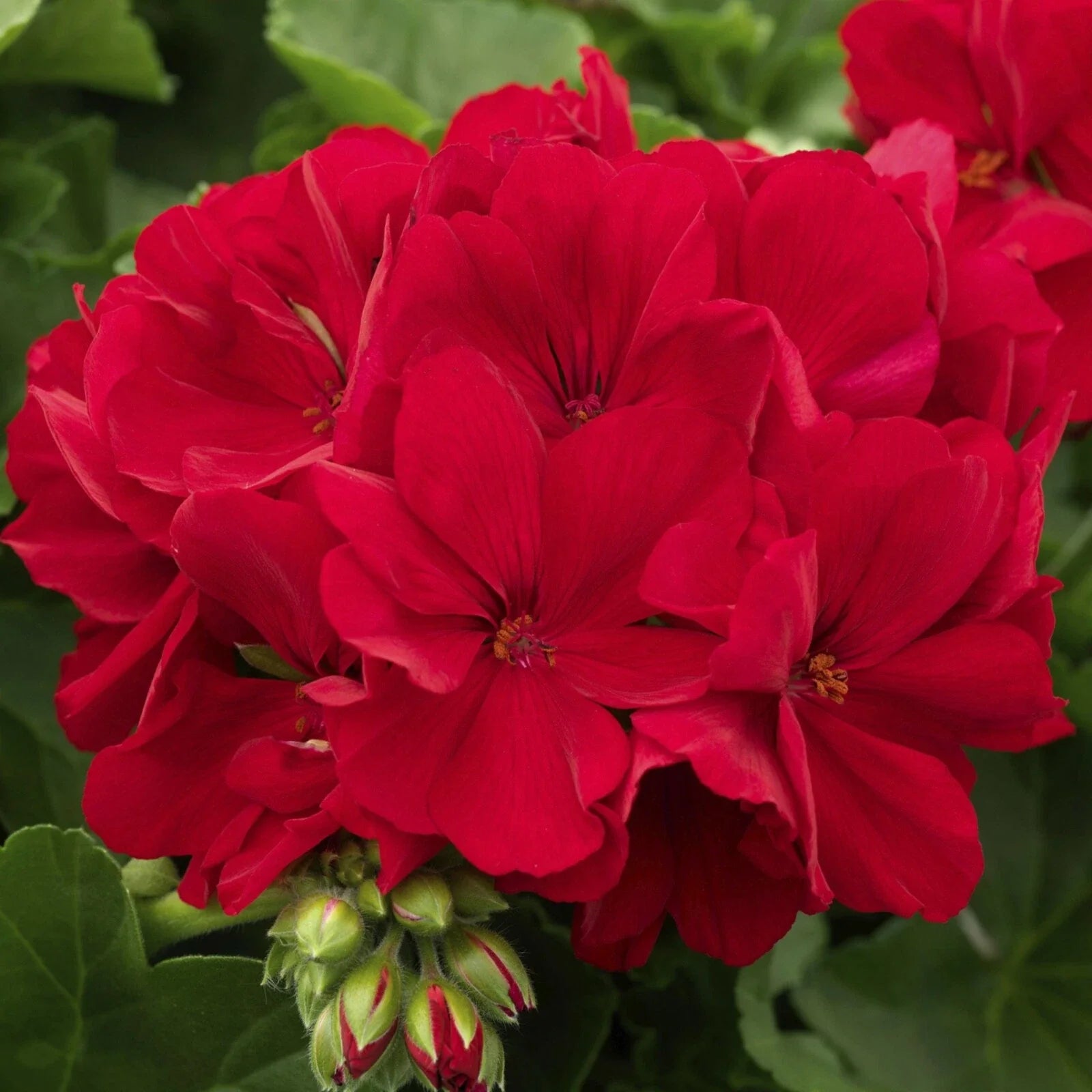 Geranium Cuttings 5 Deep Velvet Red Pelargonium for Rooting