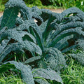 Lacinato Kale Seeds - 500 Non-GMO Heirloom Seeds - Brassica oleracea var. sabellica - Organic Garden Seeds