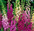 Foxglove Seeds - Digitalis Excelsior Mix - 1,000+ NON-GMO Flower Seeds for Garden Planting