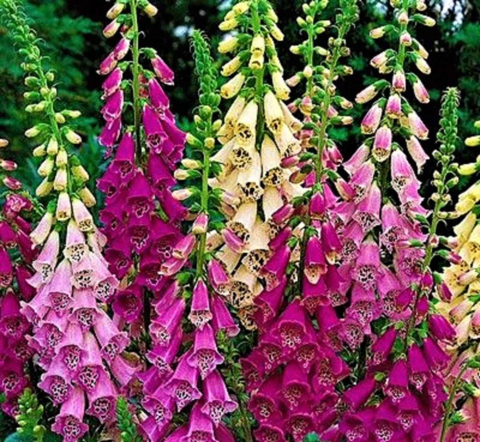 Foxglove Seeds - Digitalis Excelsior Mix - 1,000+ NON-GMO Flower Seeds for Garden Planting