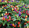 Five Color Chili Pepper Seeds - 50+ Rainbow Chili Seeds for Planting - Capsicum annuum