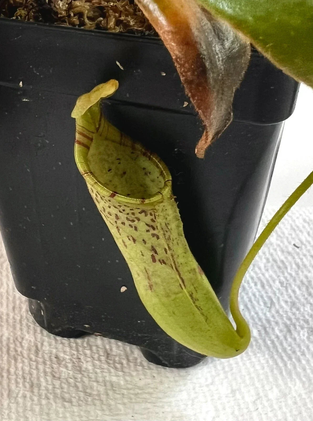 Nepenthes Epiphytica x Mollis AW SG - Carnivorous Plant - Exotic Pitcher Plant for Terrarium or Indoor Garden