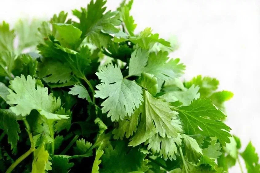 Cilantro Seeds - 1000+ Heirloom Organic Non-GMO - Coriandrum sativum