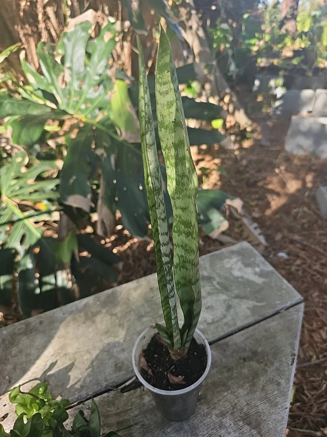 Sansevieria Zeylanica Succulent Bare Root Mother-in-Law Plant Hurricane Milton