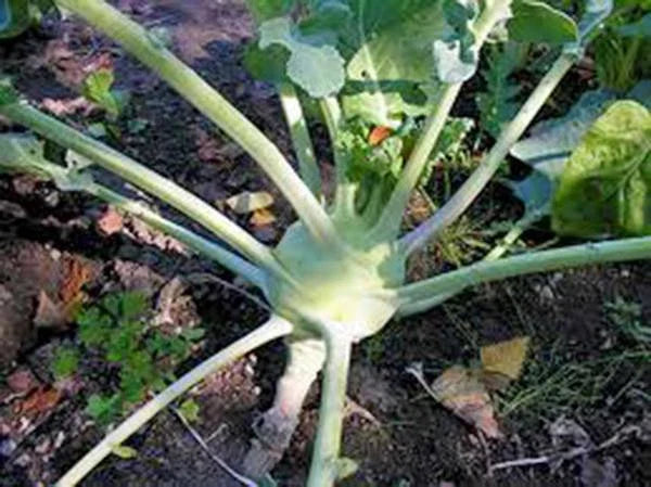 Kohlrabi Seeds - Early White Vienna Heirloom Non-GMO - 100 Seeds - Vegetable Garden Seed for Planting