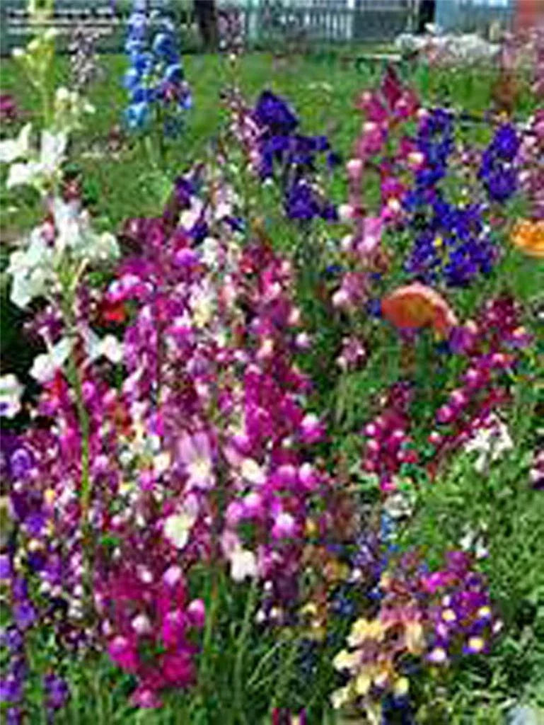 Snapdragon Seeds - Fairy Bouquet Mix (200+) - Multicolor Annual Flowers - Antirrhinum majus