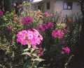 Tall Pink Phlox Plants - 5 Beautiful Clusters for Butterflies - Phlox paniculata