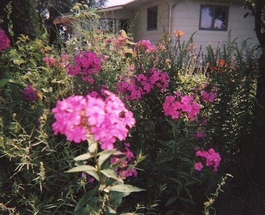 Tall Pink Phlox Plants - 5 Beautiful Clusters for Butterflies - Phlox paniculata