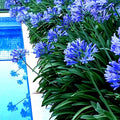 Dwarf Blue Lily of The Nile Seeds - 25 Count Agapanthus "Peter Pan" Flower Seeds for Home Garden