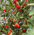 Goji Berry Seeds 500+ Non-GMO Chinese Wolfberry Poha Berry Seeds - Ideal for Home Gardening, Organic Growth