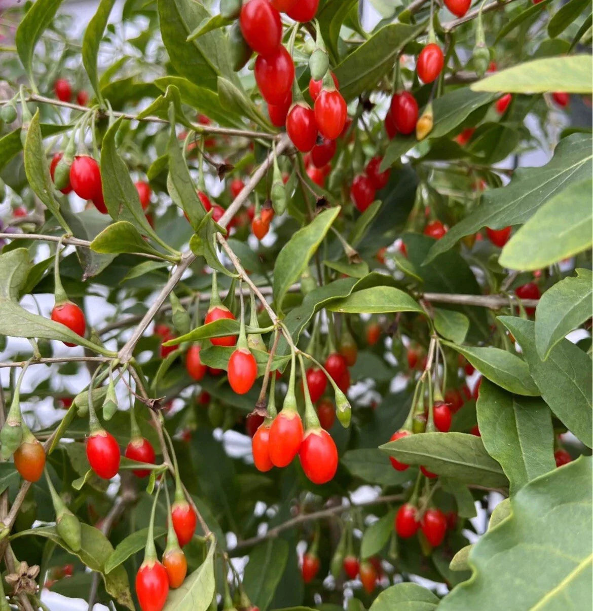 Goji Berry Seeds 500+ Non-GMO Chinese Wolfberry Poha Berry Seeds - Ideal for Home Gardening, Organic Growth