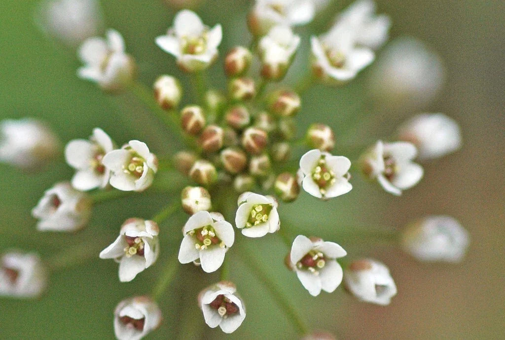 Shepherd's Purse Seeds - 300+ Seeds - Capsella Bursa-Pastoris - Edible Wild Plant, Medicinal Herb, Foraging Gardening