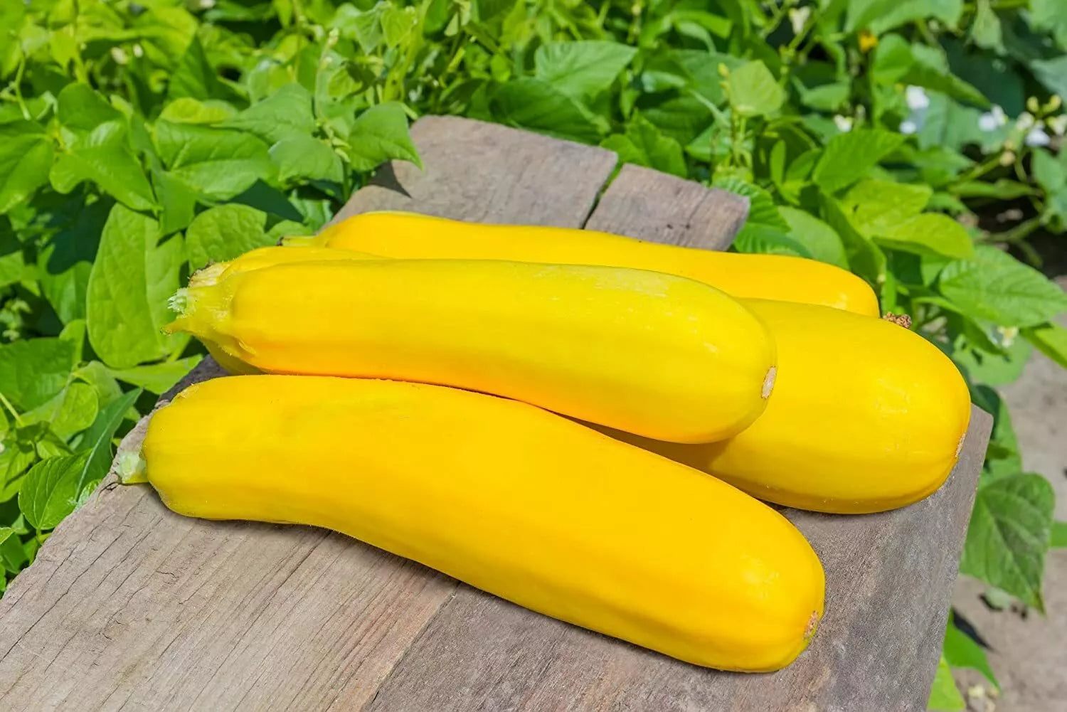 50 Summer Squash Seeds for Planting - Nutritious Yellow Squash - Cucurbita pepo - Made in USA