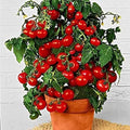 Dwarf Bush Cherry Tomato Seeds - 100 Count - Heirloom Variety - Solanum lycopersicum