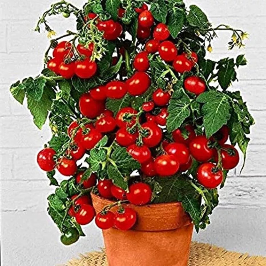 Dwarf Bush Cherry Tomato Seeds - 100 Count - Heirloom Variety - Solanum lycopersicum
