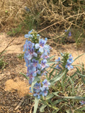 Penstemon angustifolius Seeds, Narrowleaf Beardtongue, Native Flowering Plant, Drought-Tolerant Perennial Seeds