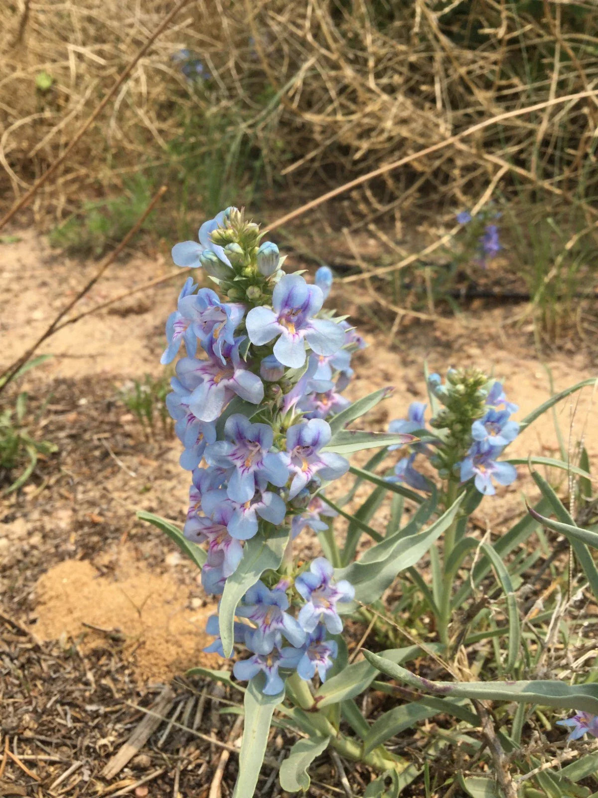 Penstemon angustifolius Seeds, Narrowleaf Beardtongue, Native Flowering Plant, Drought-Tolerant Perennial Seeds