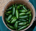 Heirloom Jalapeno Pepper Seeds - 10+ Non-GMO Chille Seeds - Capsicum annuum - Fresh for Planting