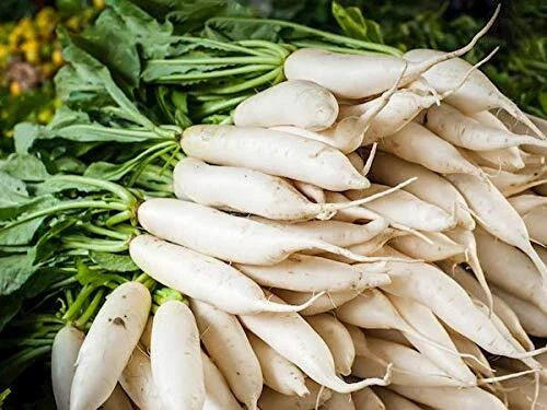 Daikon Radish Seeds - 100+ Seeds - Cover Crop, Deer Resistant, Raphanus sativus