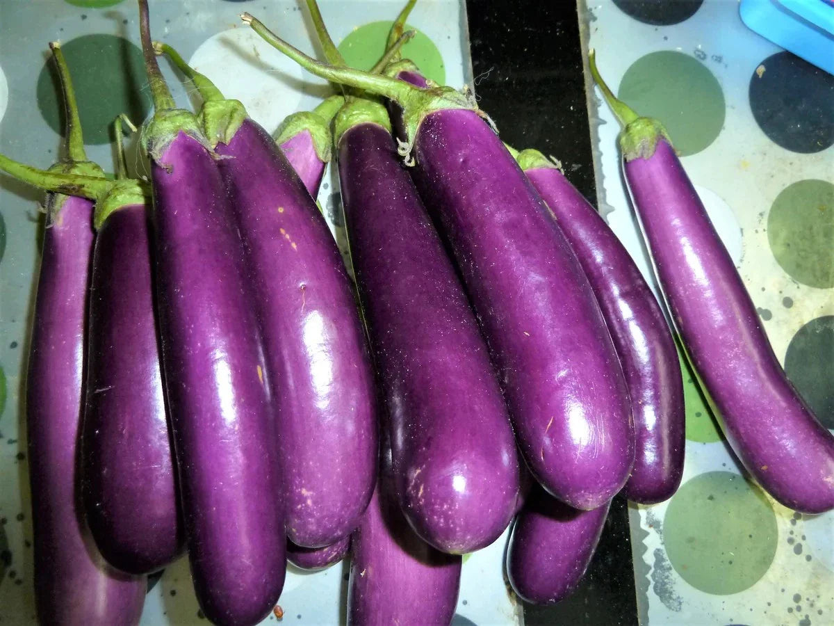 Long Purple Eggplant Seeds - Organic Heirloom - 200+ Non-GMO - Solanum melongena
