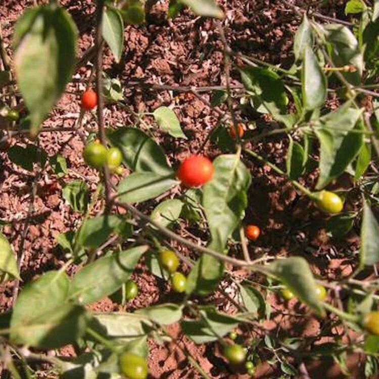 Chiltepin Pepper Seeds - Non-GMO Heirloom Spicy Gardening Seeds with Tracking - Capsicum annuum
