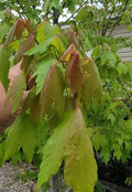 Florida Red Maple Trees 4"-8" Seedlings Bare Root Live Plants Acer Rubrum