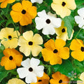 Vine Mix Rudbeckia Seeds - 200+ Pack for Garden Planting - Black-eyed Susan (Rudbeckia hirta) - USA