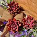 Succulent Plant Graptoveria Ruby Donna Bare Root - Easy Care Live Home Decor
